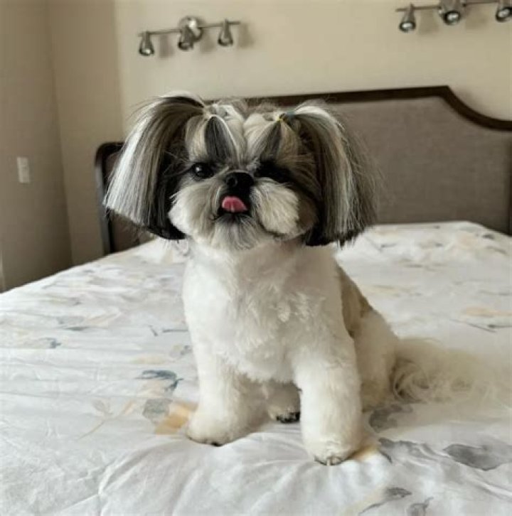 150 Shih Tzu Dog Names That Are Unique and Unforgettable