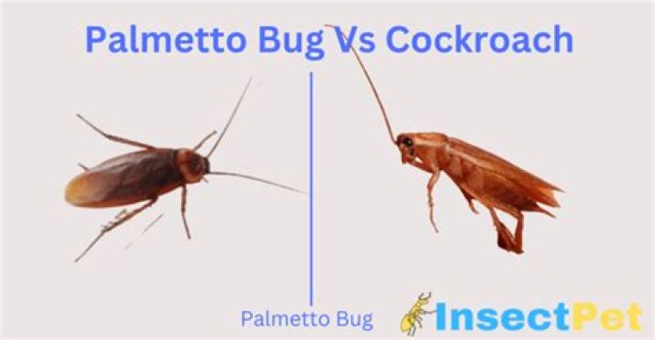 Difference between palmetto bug and cockroach