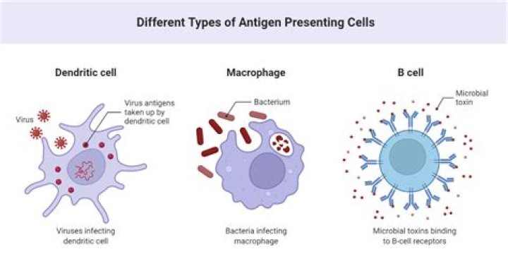 Examples of antigen presenting cells