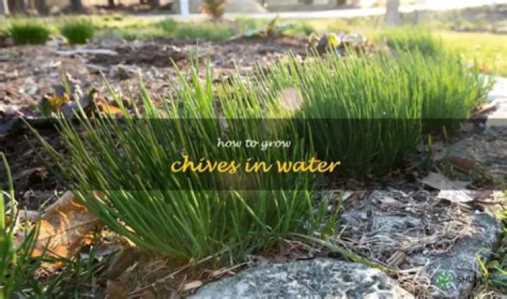 How to grow chives in water