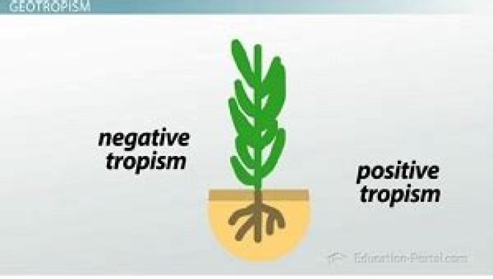 What does tropism mean