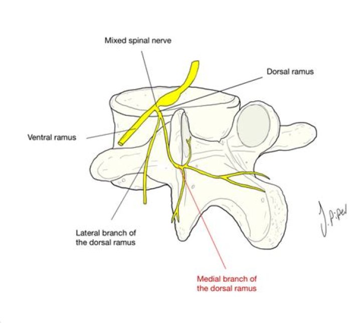 What is the function of the dorsal ramus