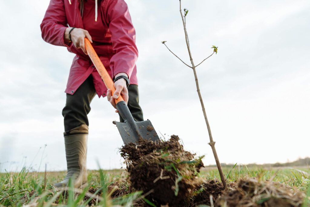 boom planten